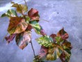 Acalypha wilkesiana 'Tricolor'